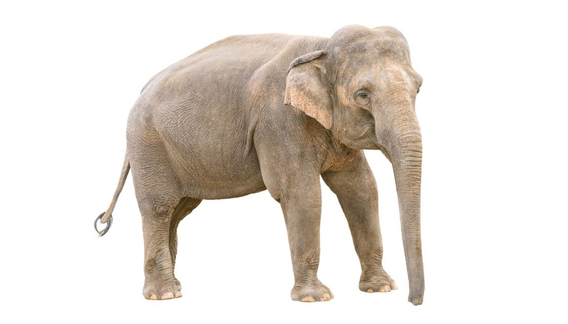 5 redenen waarom je beter geen olifant als huisdier kunt nemen