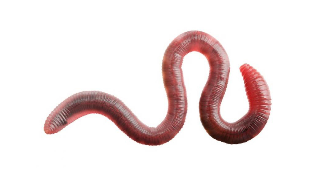 5 dingen waar wormen echt extreem slecht in zijn