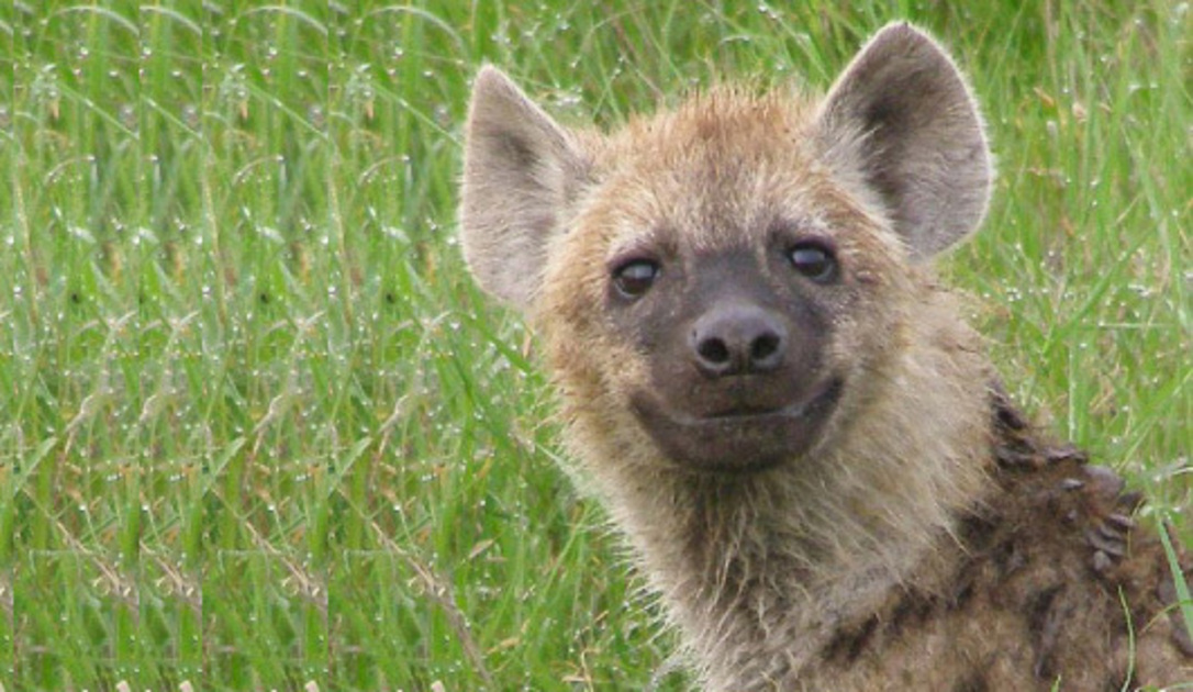 10 dingen waar hyena's een teringhekel aan hebben