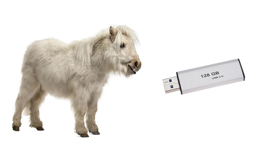 De 7 allergrootste verschillen tussen een shetlandpony en een USB stick