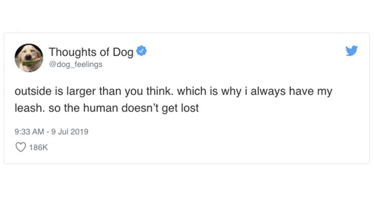 16 vet grappige tweets van een hond