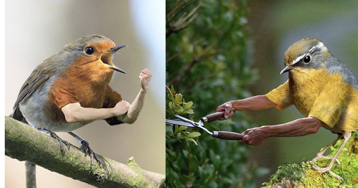 22 foto's die laten zien hoe jammer het is dat vogels geen armen hebben
