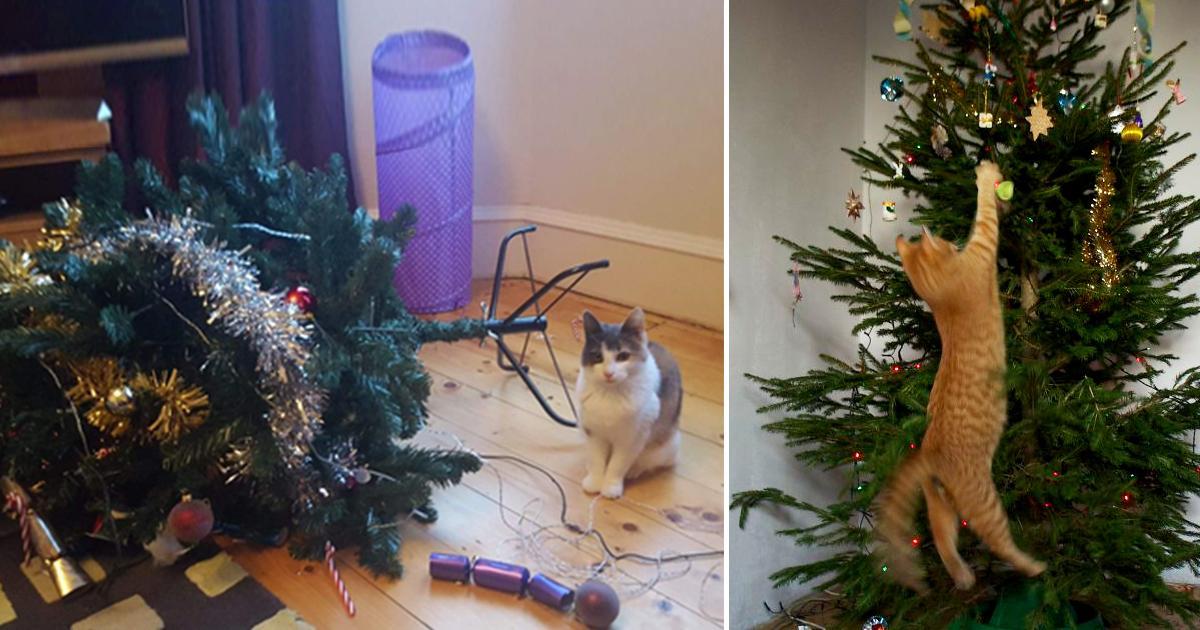 20 huisdieren die vinden dat je moet opdonderen met je kerstboom