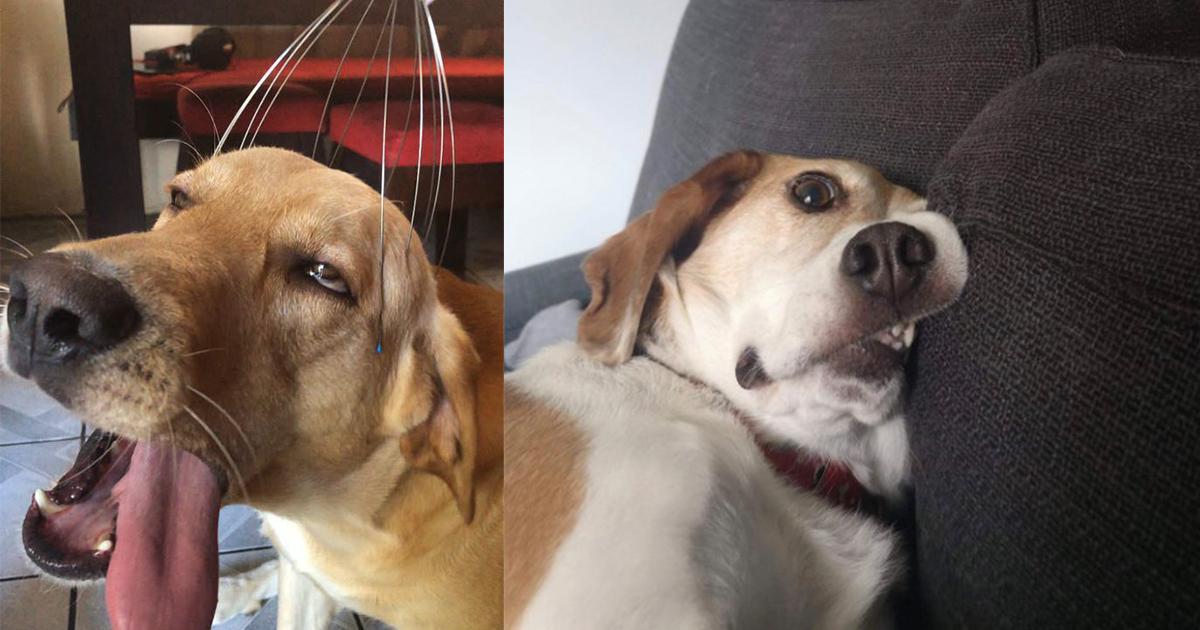 20 honden die eigenlijk best fotogeniek zijn